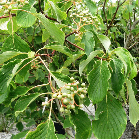 Cornus Controversa