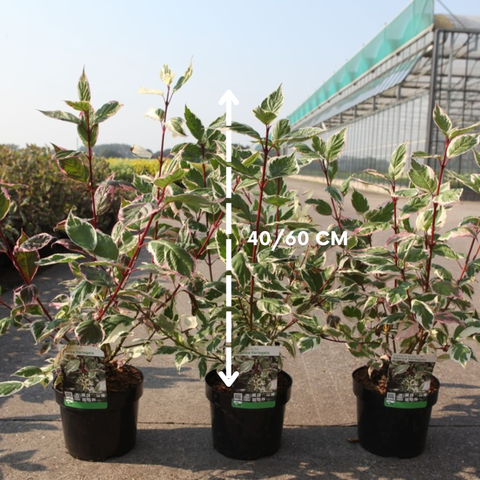 Cornus alba Sibirica Variegata