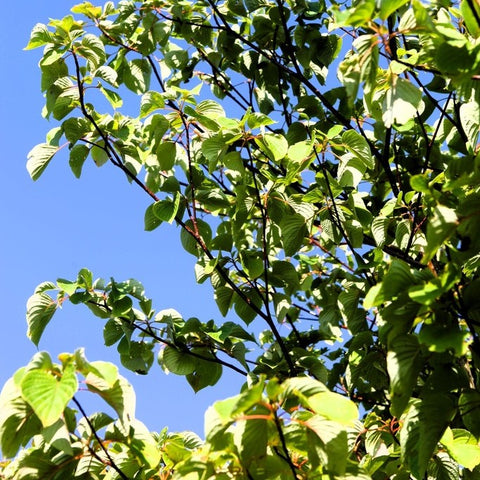 Cornus Controversa