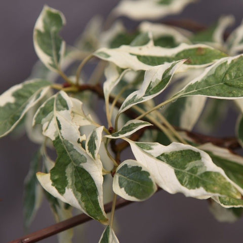 Cornus 'Controversa Variegata'