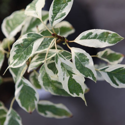 Cornus 'Controversa Variegata'
