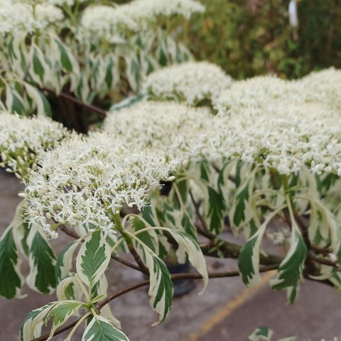 Cornus 'Controversa Variegata'