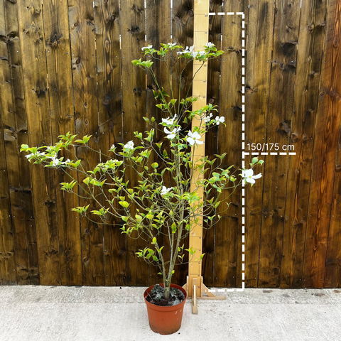 Cornus florida