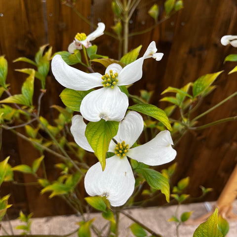 Cornus florida