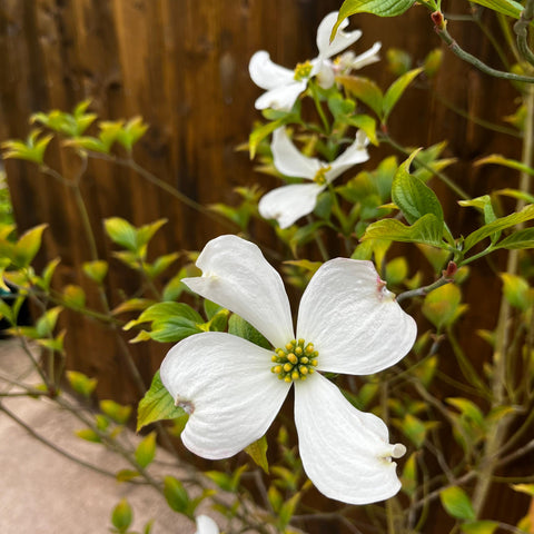 Cornus florida