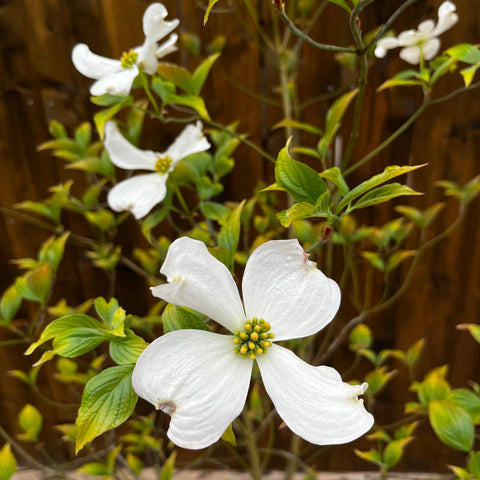 Cornus florida
