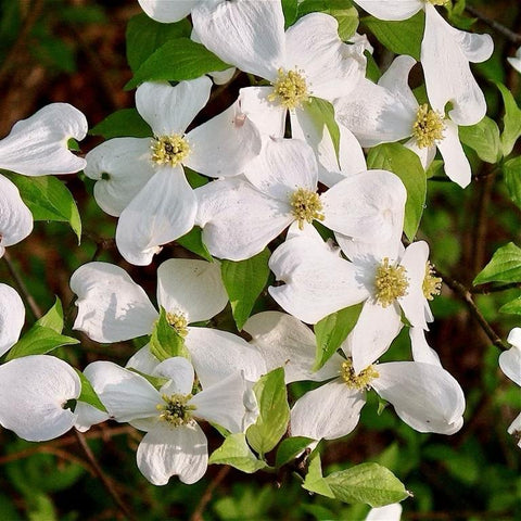 Cornus florida