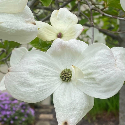 Cornus florida