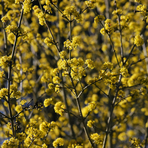 Cornus mas