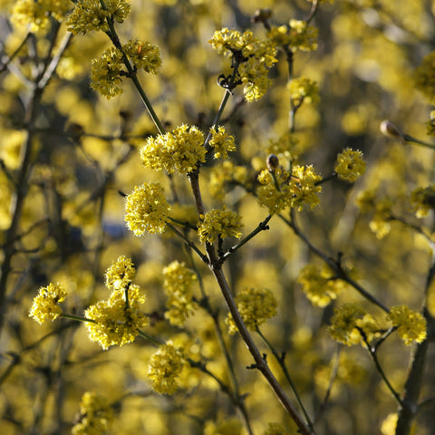 Cornus mas