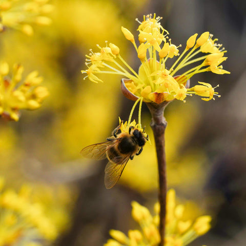 Cornus mas