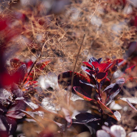 Arbre à perruque pourpre