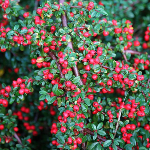 Cotoneaster Franchetii
