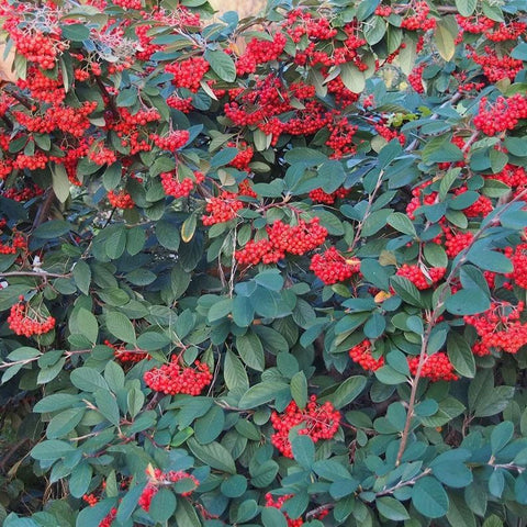 Cotoneaster Laiteux