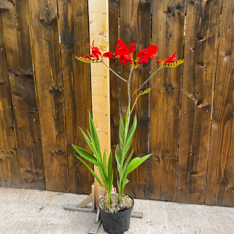 Crocosmia Lucifer