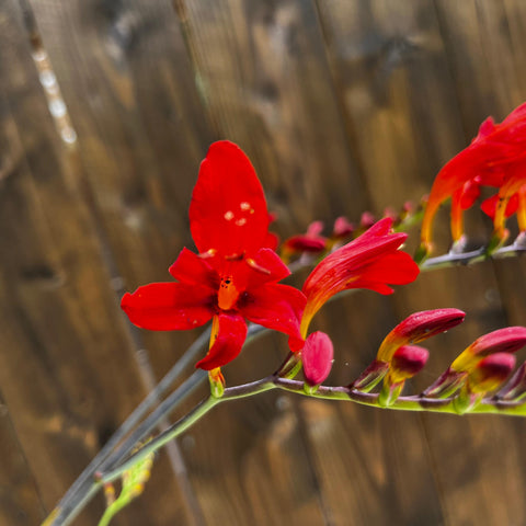 Crocosmia Lucifer
