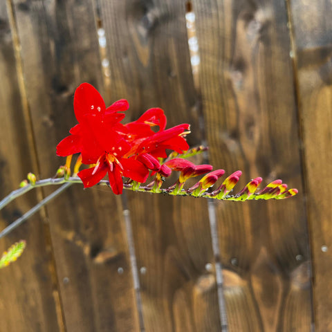 Crocosmia Lucifer