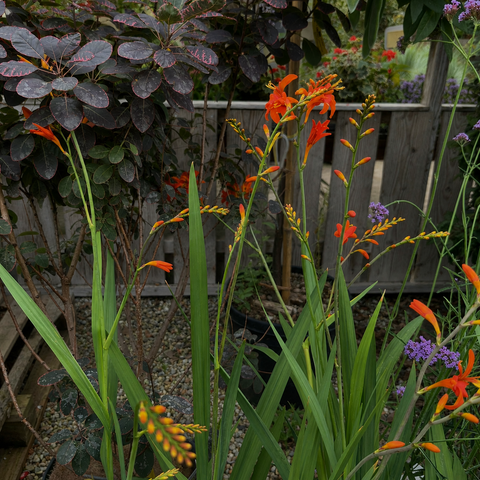Crocosmia Météore