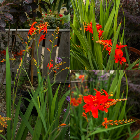 Crocosmia Météore
