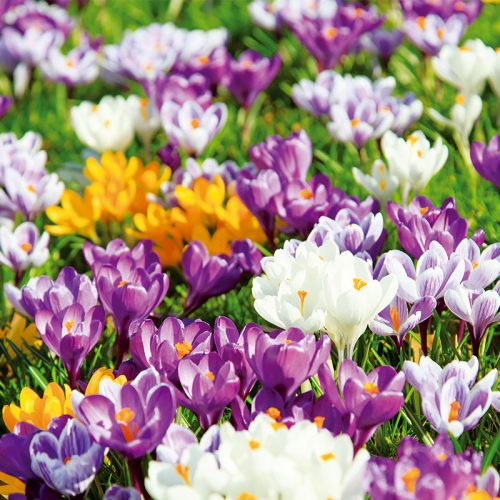 Crocus en mélange de couleurs