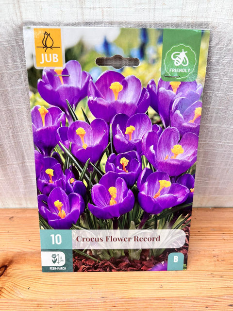 Crocus Flower Record - 10 bulbes