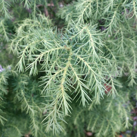 Cryptomeria Japonica