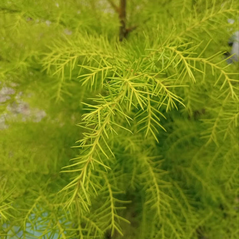 Cryptomeria Japonica