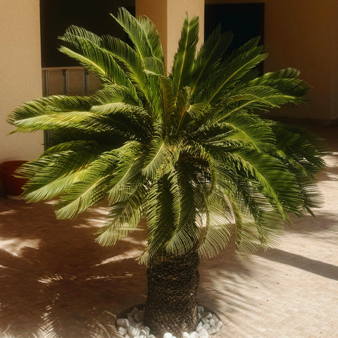 Cycas Revoluta