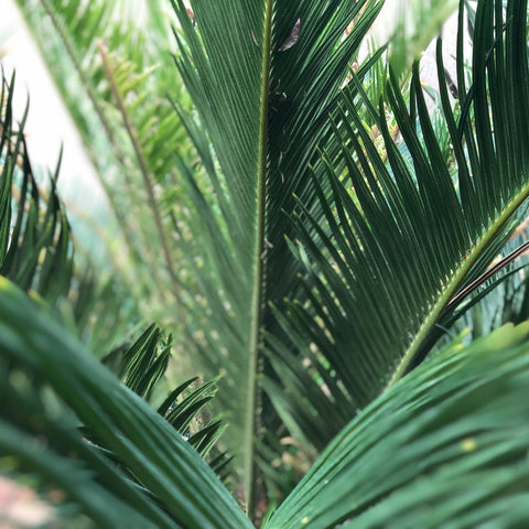 Cycas Revoluta