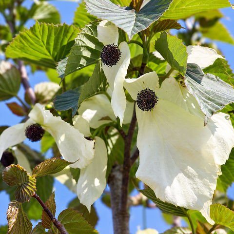 Arbre aux mouchoirs - Davidia involucrata