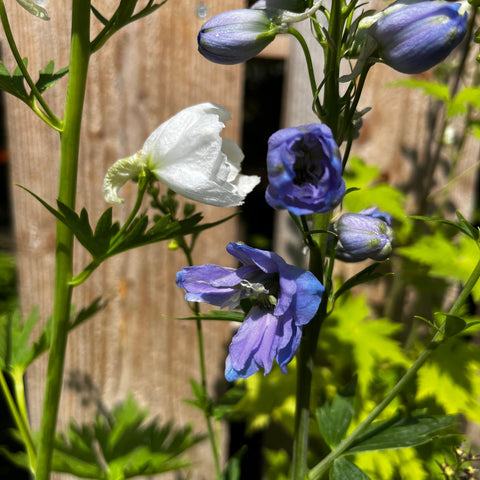 Delphinium 'magic fountain' mix