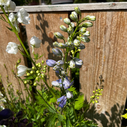 Delphinium 'magic fountain' mix