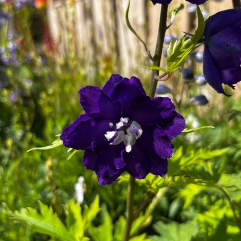Delphinium 'magic fountain' mix