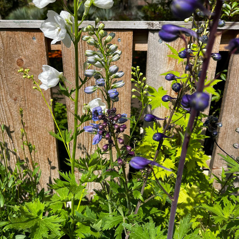 Delphinium 'magic fountain' mix