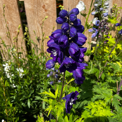 Delphinium 'magic fountain' mix