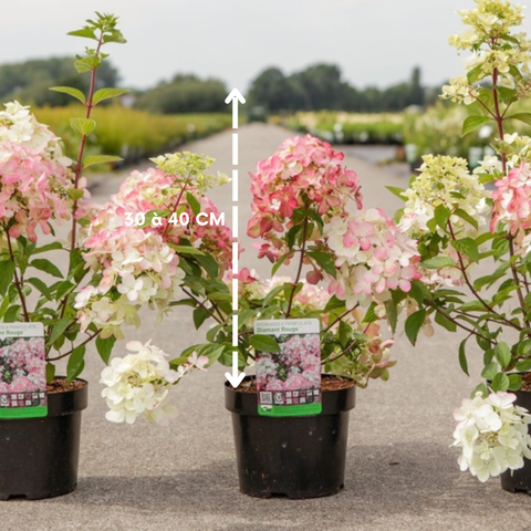 Hydrangea paniculata 'diamant rouge' - Hortensia