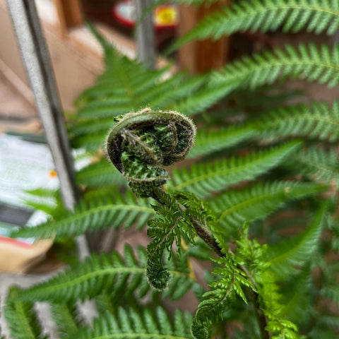 Fougère arborescente