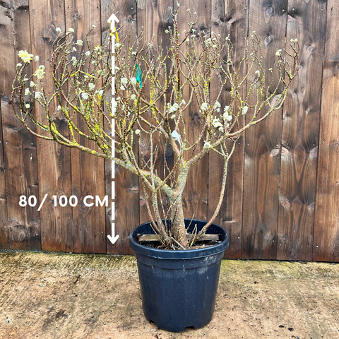 Edgeworthia Chrysantha
