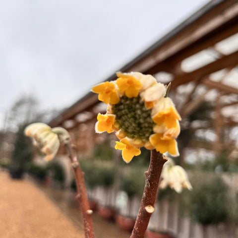 Edgeworthia Chrysantha