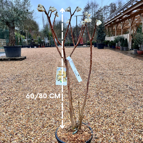Edgeworthia Chrysantha