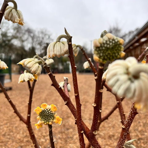 Edgeworthia Chrysantha