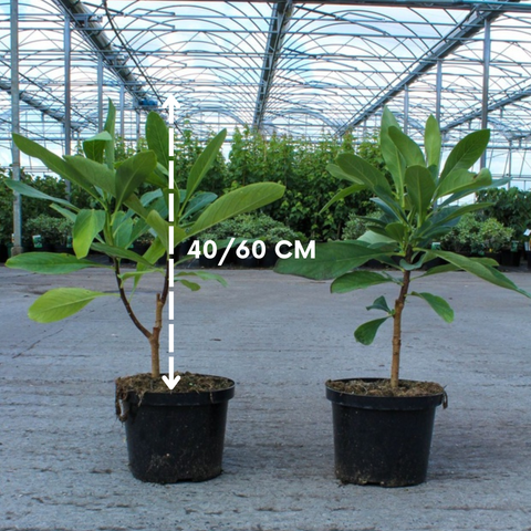 Edgeworthia Chrysantha