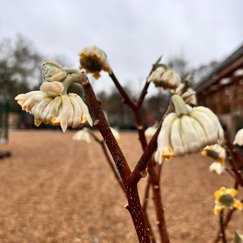 Edgeworthia Chrysantha