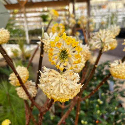 Edgeworthia Chrysantha