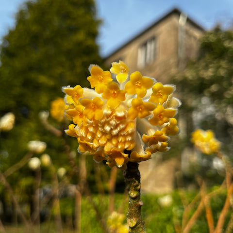 Edgeworthia Chrysantha