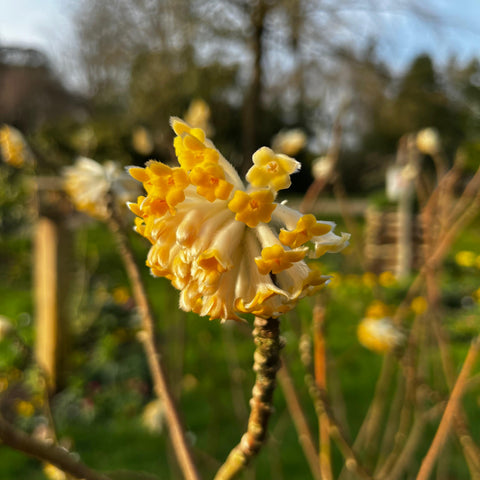 Edgeworthia Chrysantha