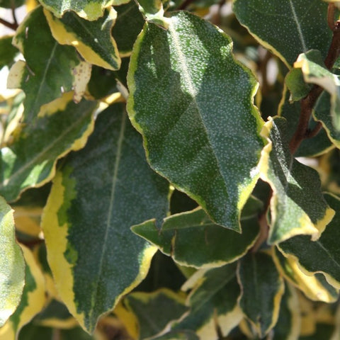 Elaeagnus panaché