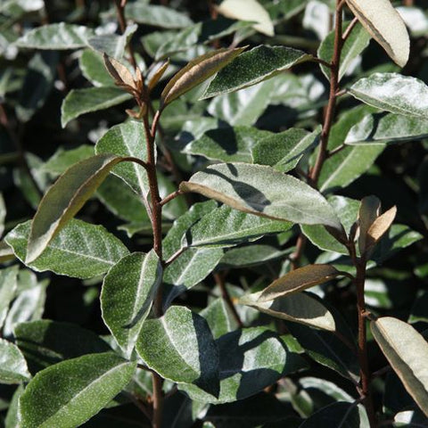 Elaeagnus