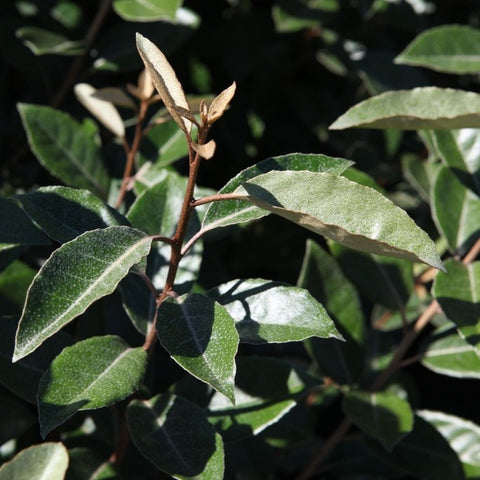 Elaeagnus