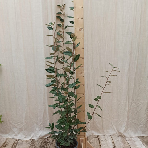 Elaeagnus